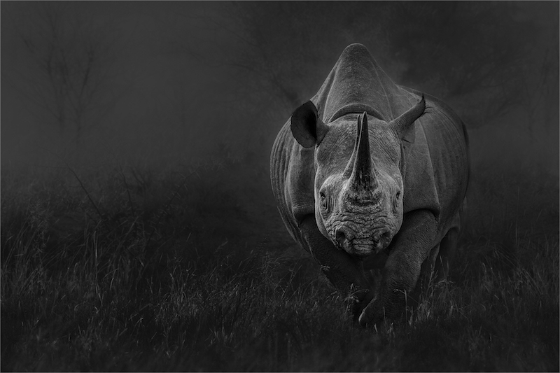 Best PECC Club Entry PECC Bronze Medal-Open Monochrome-Black rhino emerging from the mist-Charmaine Joubert-PECC