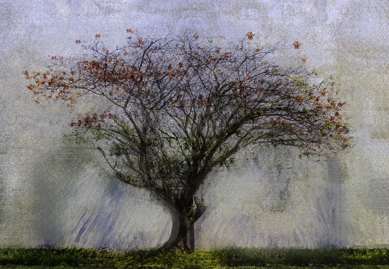 Category Runner Up-PECC Silver Medal-Visual Art-Marian Visser-Coral Tree-Tafelberg