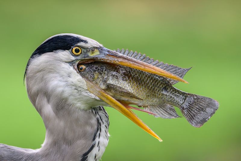 Category Winner PSSA Silver Medal-Nature-Eye to Eye-Sandy van Heerden-Durban Camera Club