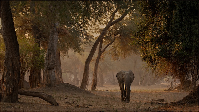 Category Winner PSSA Silver Medal-Scapes-Olifant in Mana Poele 2960 HD-Tokkie Labuschagne-Magalies Foto Fun Club