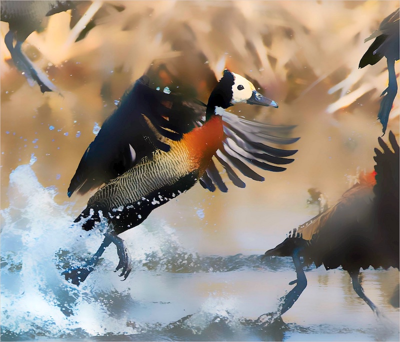 Marike Bruwer Award- Visual  Art-Splash and dash-Ron Reynolds-Benoni Camera Club