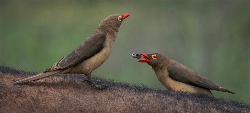 PSSA Bronze-Nature-My mate got he snack-Annemarie Robertson-Port Elizabeth Camera Club