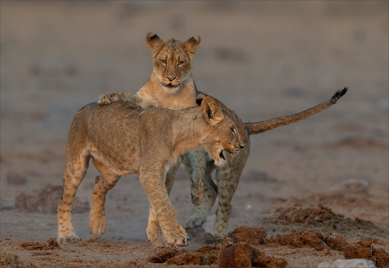 PSSA Silver Medal - Nature Colour - Twin Cubs Playing - Leon Venter - Bethal Fotografie Klub