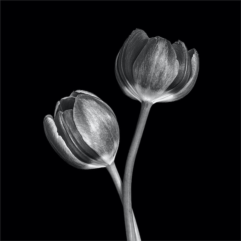 PSSA Silver Medal - Open Monochrome - Silver Tulips - Anette Reimers - Port Elizabeth Camera Club