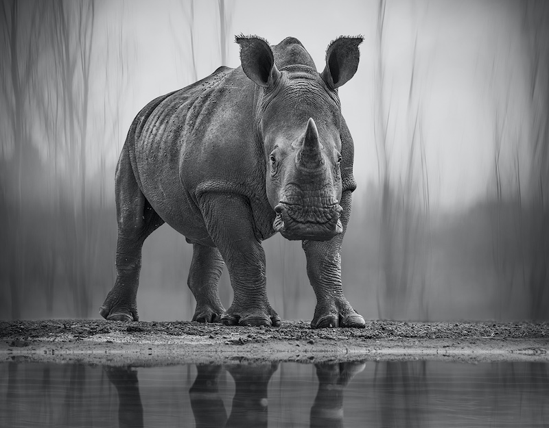 Randburg Bronze Medal -Open Monochrome - Dino Rhino - Ursula Bauman - Randburg Photo Club