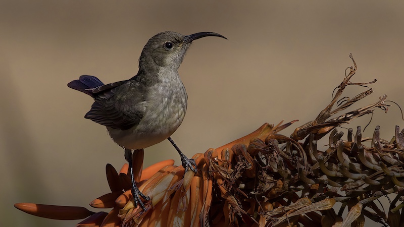 Randburg Silver Medal - Nature Colour - Sunbird on Aloe - Brian Shaw - Edenvale Photographic Club