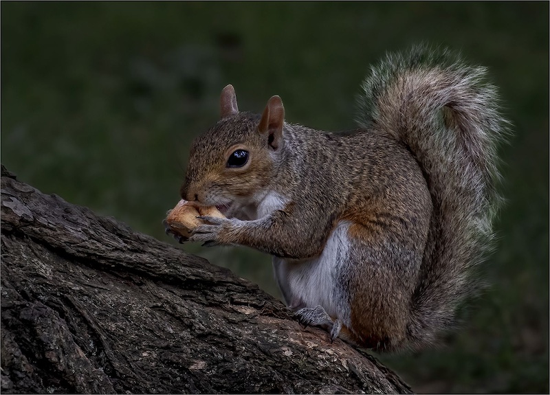 PSSA Silver Medal-Meneer eekoring-Nature No Bird-Tallies Taljaard-Kriel Foto Club