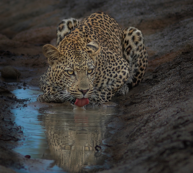 SPC Bronze Medal-Quench  51P5-Open Color Club-Pitts Patel-Springs Photographic Club