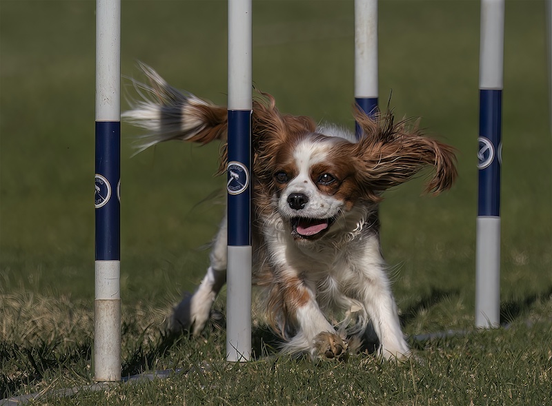 SPC Bronze Medal-Sally having Fun-PJ & Sports-Cheryl Brooks-Springs Photograhic Club