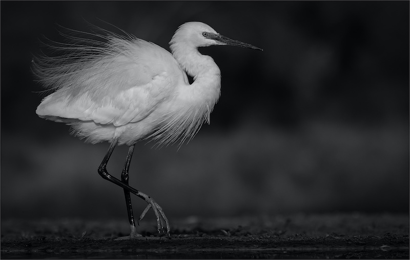 SPC Bronze Medal-Walking Bye Mono 388-Rodney Cory-Springs Photgraphic Club