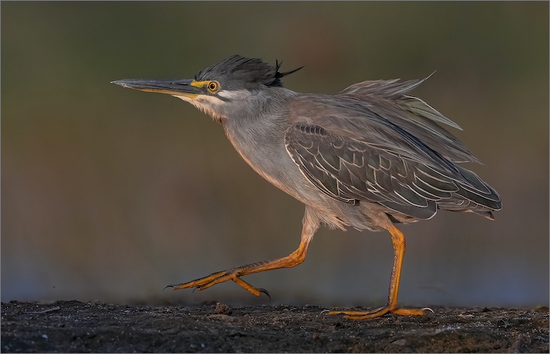 PSSA Silver Nature Striated Heron on the Move Shirley Swingler AmberCC