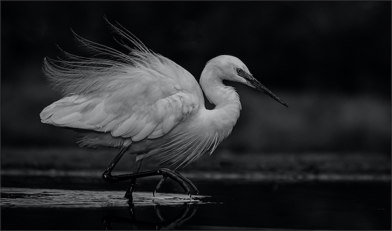 SSCC Bronze Open Mono Greater Egret 167 Rodney Corey Southern Suburbs