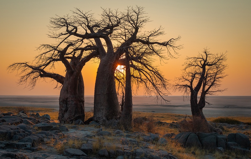 SSCC Bronze Scapes Kubu sunrise 3 Ben Botha Southern Suburbs