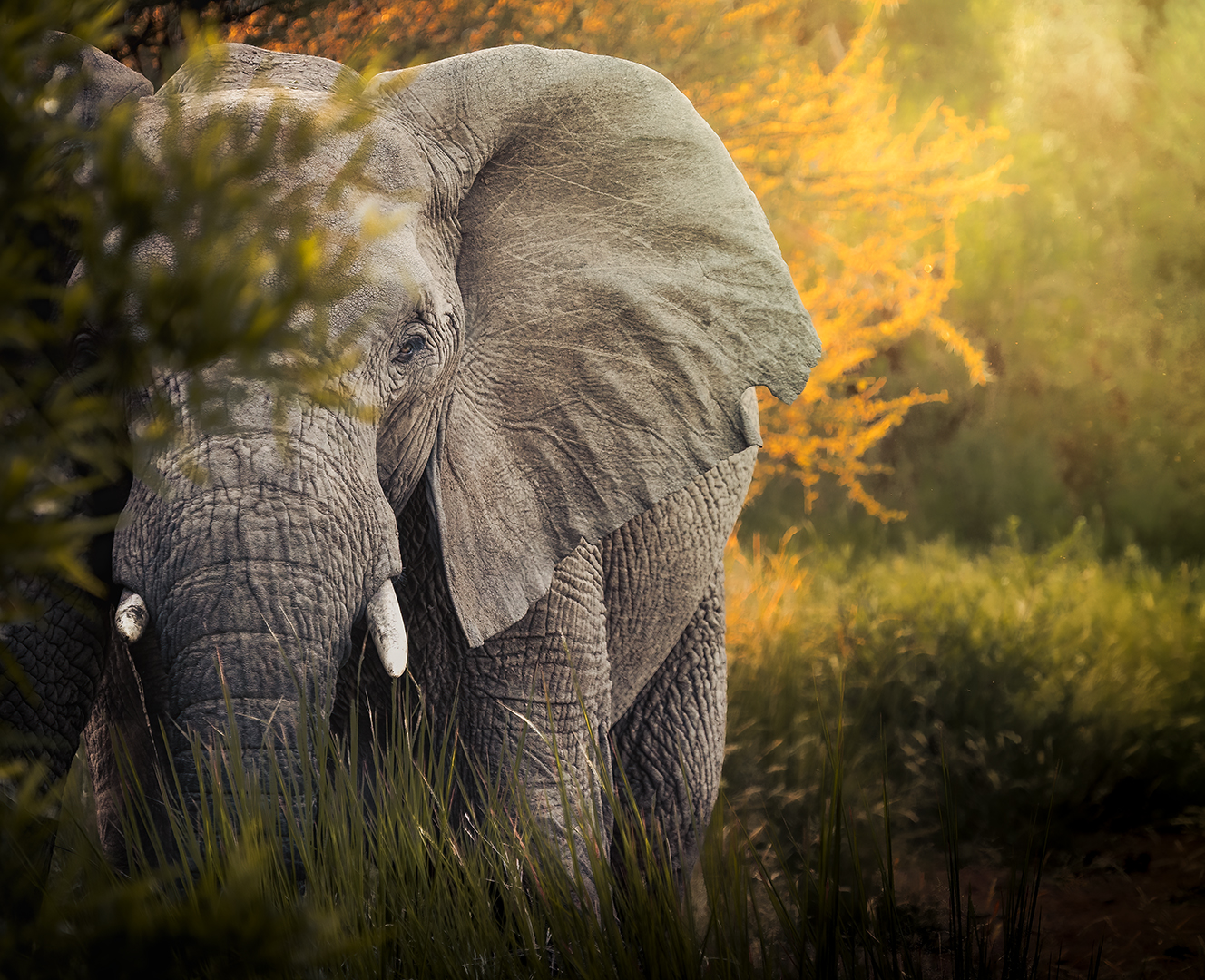 PSSA Silver Medal  - Nature - Colour - I See You  - Byron Kennedy - IPIP Photographic Club