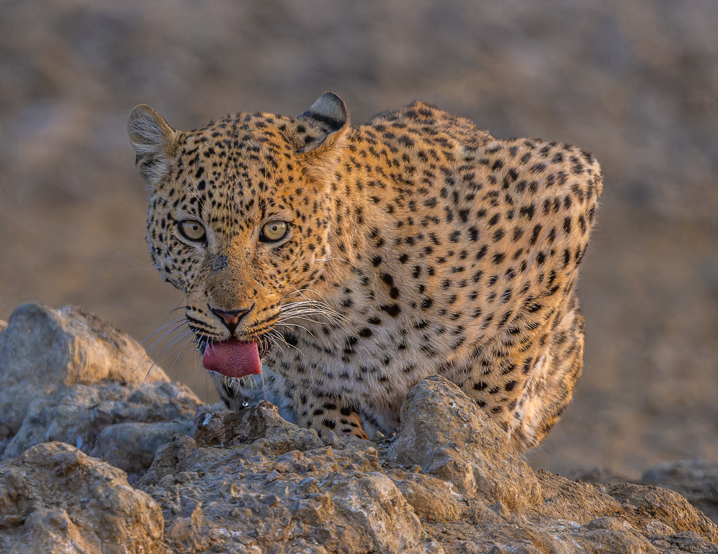 PSSA Silver Medal  - Open Colour - Morning Drink  - Quintus Heine - Tafelberg  Fotografieklub
