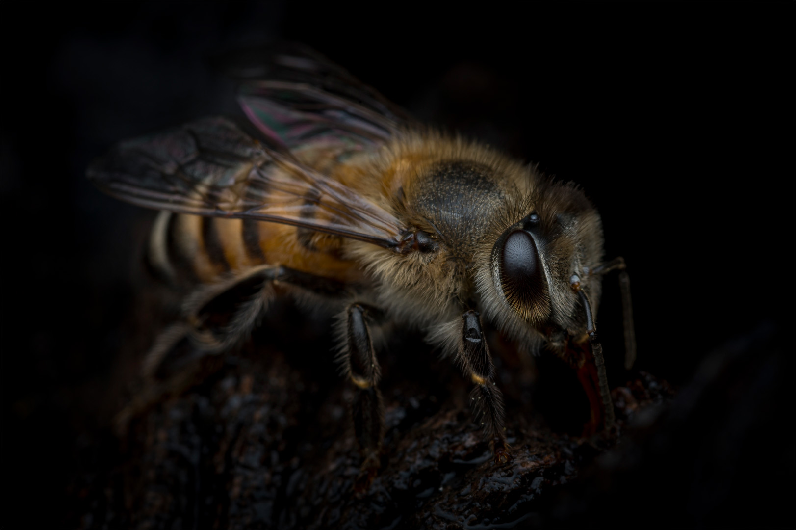 TPS Club Medal  - Macro - Colour - Little bee  - Hannes Claassens - Midlens Fotoklub