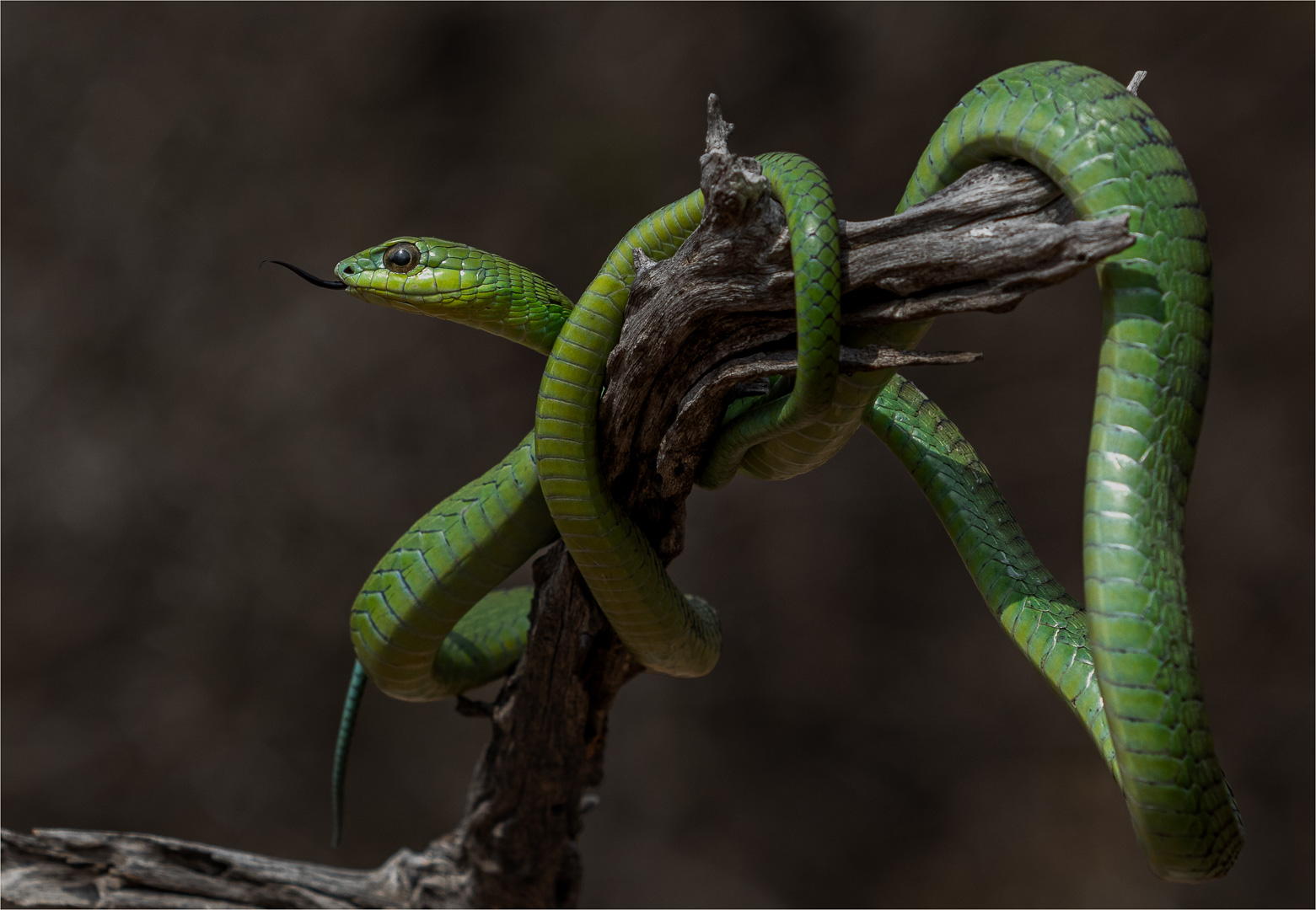 TPS Club Medal  - Nature - Colour - Basking Boomslang  - Kelly  Clarke - Springs Photographic Club