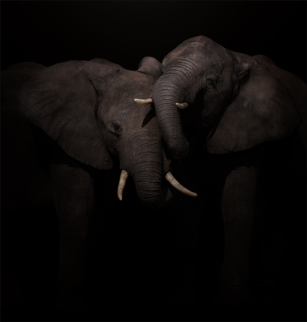 TPS Club Medal  - Open Colour - Besties  - Joey James - Southern Suburbs Camera Club