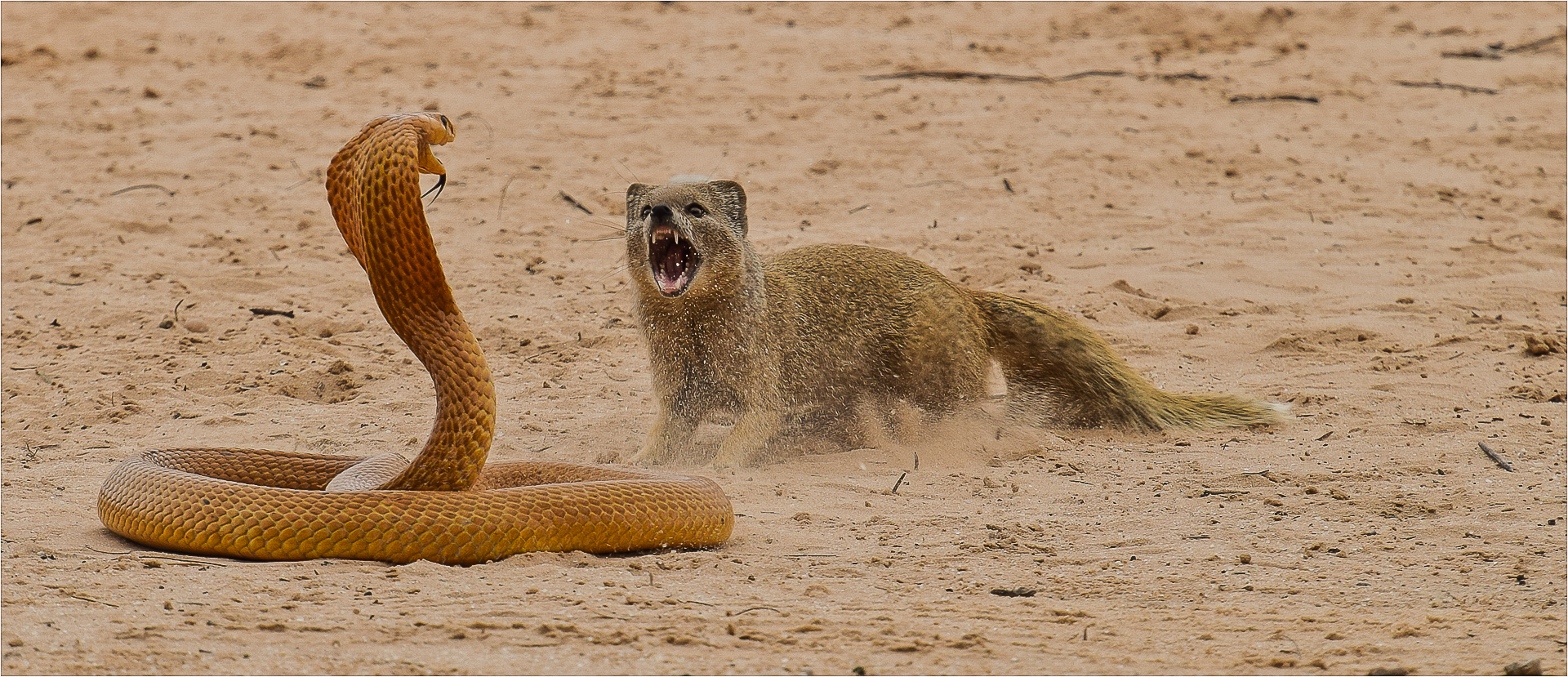 PSSA Bronze Medal-Juniors - Nature-Kobra vs Mongoose-Annette Smit-Mosselbaai Kameraklub