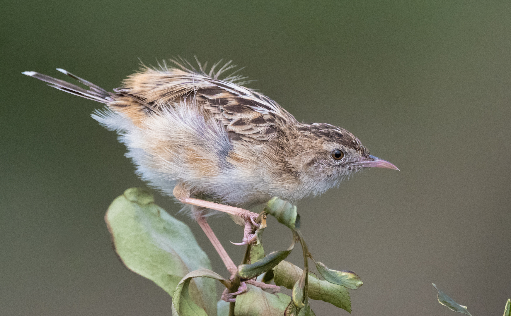 PSSA Bronze Medal-Scholars - Cell Phone Open-Zitting Cisticola-Haydn Mc Clure-Schools - Youth Photographers