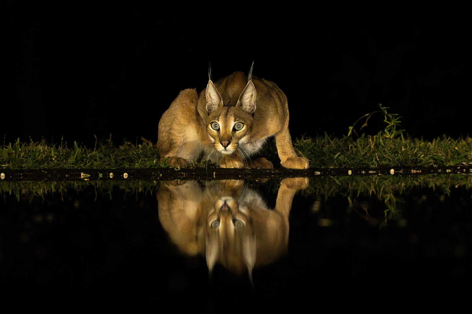 Up&Coming Runner-Up Medal-Juniors - Nature-Fixed Stare-Deborah du Plessis-Ballito Photo Club