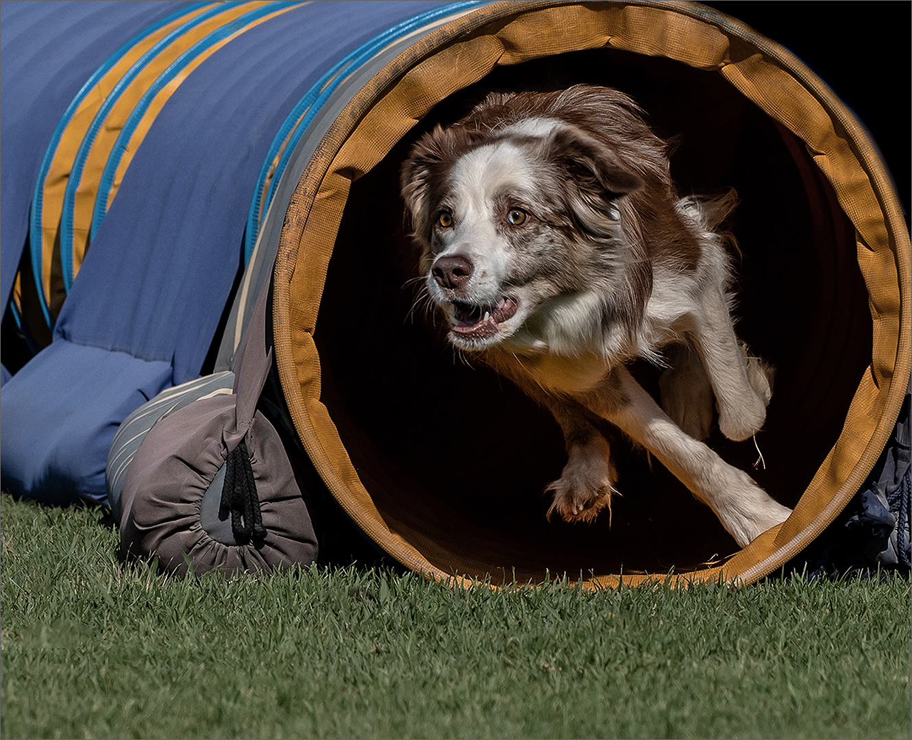 Up&Coming Runner-Up Medal-Juniors - Open Colour-Coming Through-Michelle Stephen-Springs Photographic Club