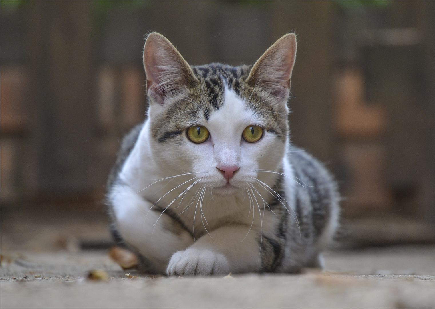 Up&Coming Runner-Up Medal-Scholars - Digital Camera Open -Diep in gedagte-Lida Venter-Schools - HS Linden