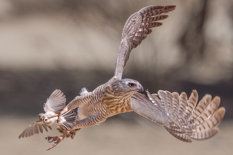 PSSA Bronze Medal-Junior-Nature  Colour-Fatal swoop.-Diana Franklin-Fish Hoek Photographic  Society