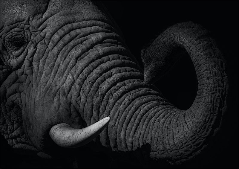 PSSA Bronze Medal-Junior-Open Monochrome-Elephant in the dark BW-Laetitia Chandler-George Camera Club