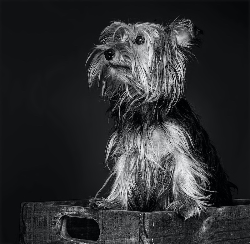PSSA Bronze Medal-Scholars-Open Monochrome-Layla-Kyla Eksteen-Ermelo Fotoklub