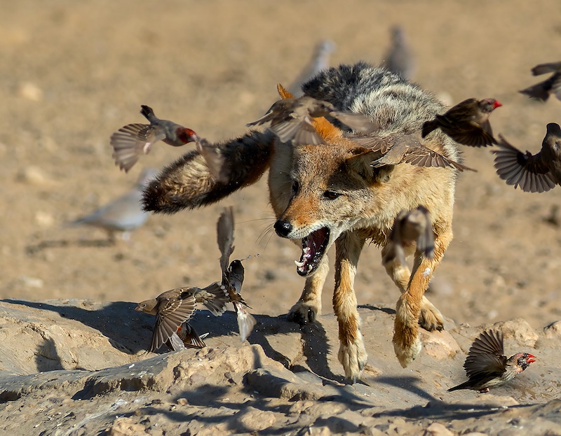 Up&Coming Runner-Up Medal-Junior-Nature  Colour-Missed-Priscilla Drotsky-Bethal Fotografie Klub