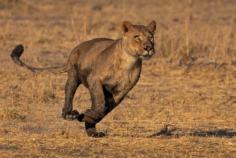 PSSA SILVER MEDAL-Nature No Birds-At full speed-Mietsie Visser-Vanderbijlpark Fotografiese Vereniging