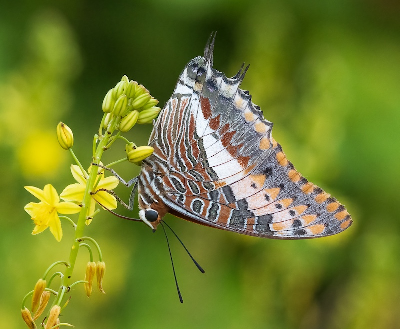 WCPF CLUB BRONZE MEDAL-Nature No Birds-Upside Down World-Marie-Louise Cardwell-Fish Hoek Photographic  Society