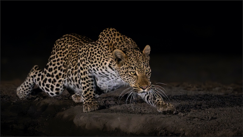 WCPF CLUB SILVER MEDAL-Nature No Birds-Luiperd sluip-Hardus Pieters-Ermelo Foto Klub