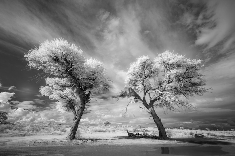 WCPF CLUB SILVER MEDAL-Prints Open Monochrome -Camelthorns-Kim Stevens-Cape Town Photographic Society