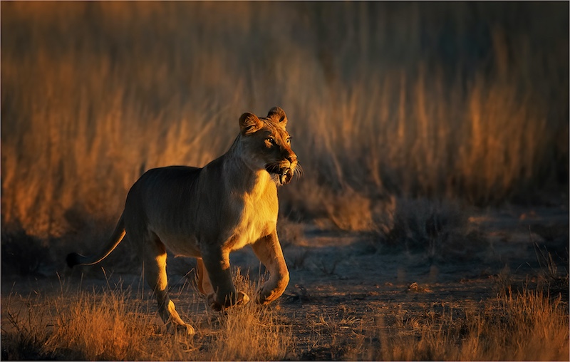 PSSA Silver Medal-Nature No Birds-running with horn -re-Geo Jooste-Bloemfontein KK