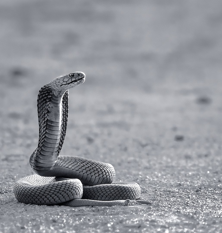 PSSA Silver Medal-Open Monochrome-Angry Spitting Cobra -Yafei Yi-Sandton PS