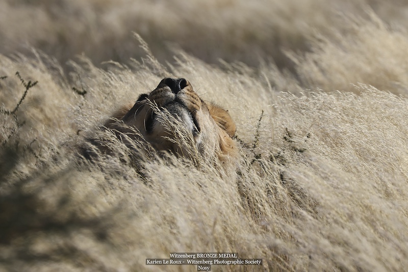 WPS Bronze Medal-Nature No Birds-Nosy-Karien Le Roux-Witzenberg PS