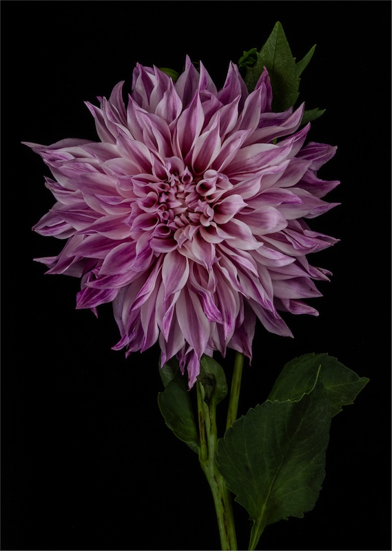 WPS Bronze Medal-Open Colour-Pink Beauty-Louise De Lange-Witzenberg PS