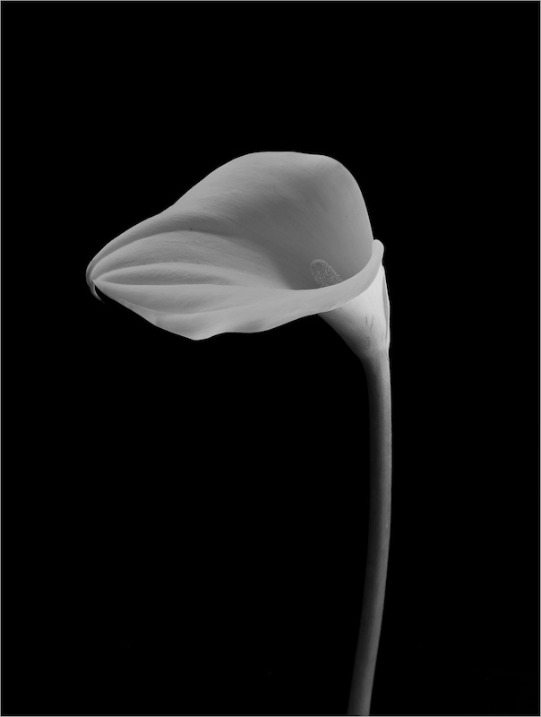 WPS Bronze Medal-Open Monochrome-ON MY OWN-Anrie Van Der Walt-Witzenberg PS