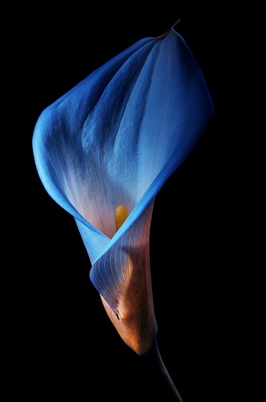 WPS Bronze Medal-Prints Colour-Tinted appearance-Phillip de Lange-Witzenberg PS