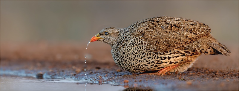 WPS Silver Medal-Nature Birds Only-Fisant les dors-Jan  van Niekerk-Ermelo FK