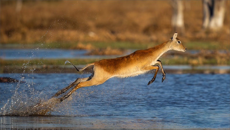 WPS Silver Medal-Nature No Birds-Lechwe running on water-Adriaan Van Zyl-Tafklub