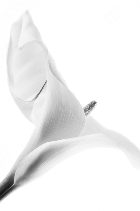 WPS Silver Medal-Open Monochrome-Hi-Key Symbol of Purity-Mariana Kruger-Sandton PS