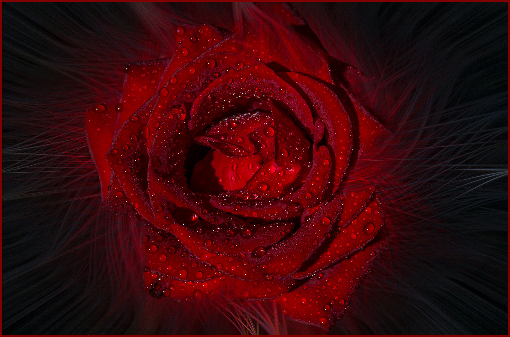 FIAP Gold Medal-Rose Art by Alexis Koekemoer from Boksburg Camera Club Score 25