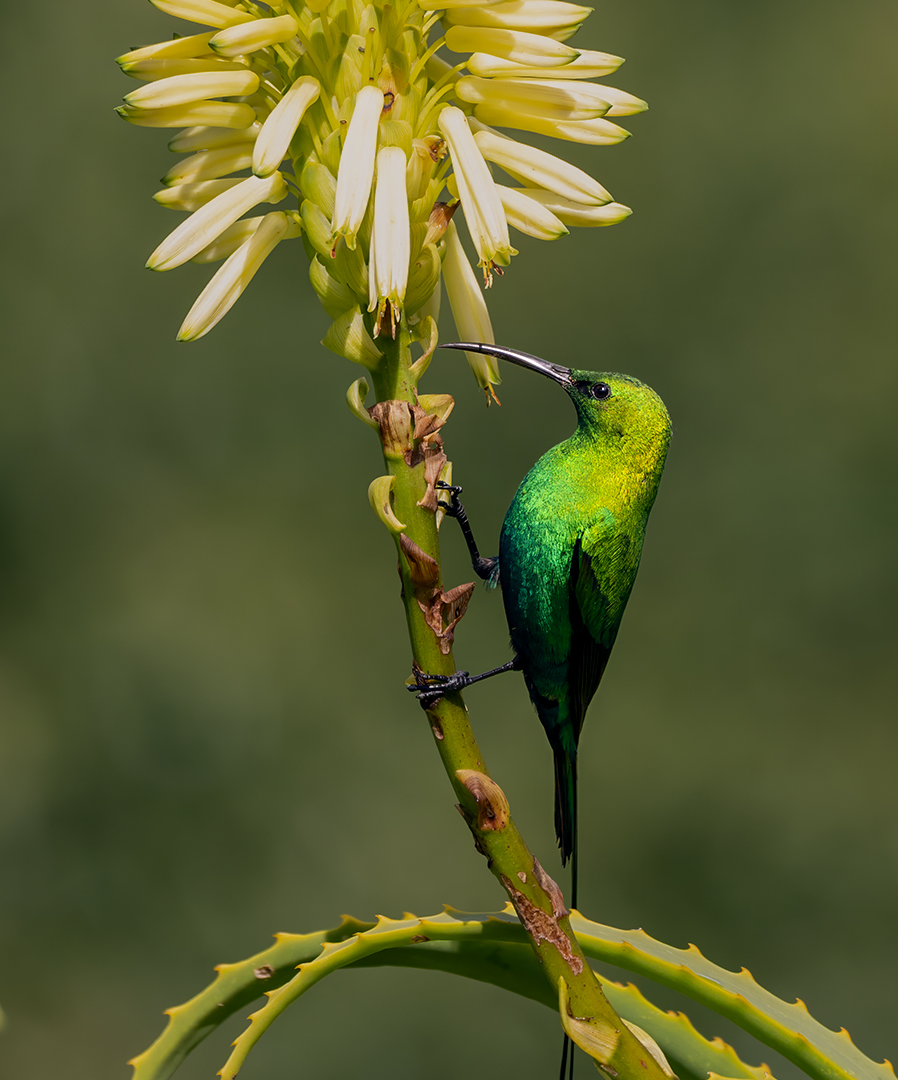 FLPA Silver Medal-Green & Gold by Phiane Oosthuizen from Linden High School Score 24