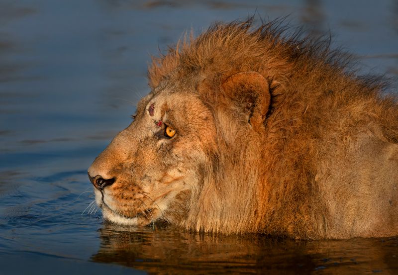 HM CCHOI-Swimming Lion-JG  Drotsky from Hoogenhout HS