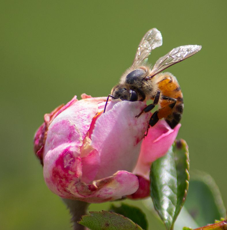 Bee om Flower-Kalinka  du Plessis from Hoogenhout HS