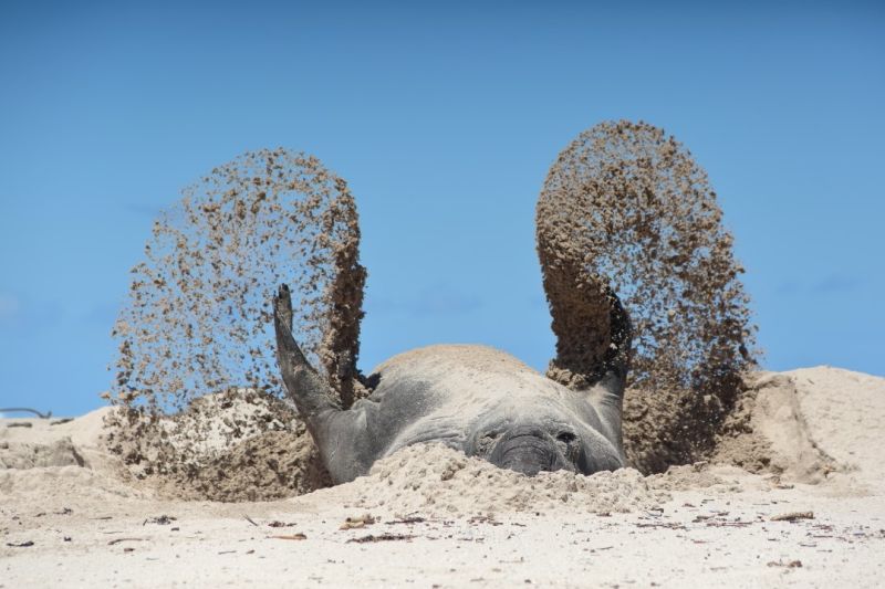 Seal Elephant-Stefan Botha from Hermanus HS