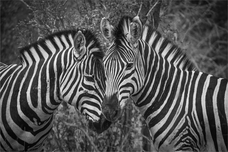 Two Heads Better Than One-Johane  van Pletsen from Linden HS
